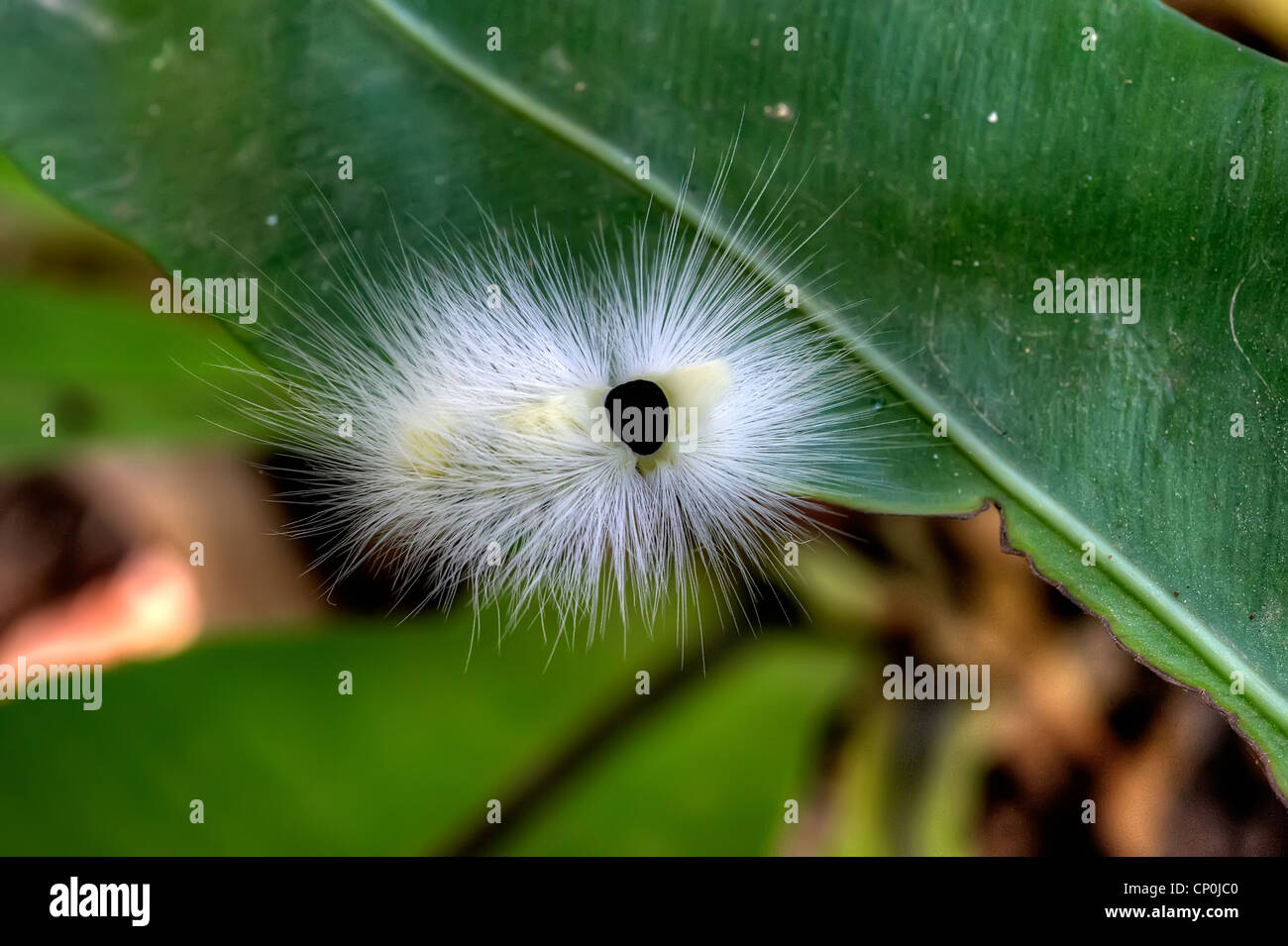 Cute caterpillar cartoon hi-res stock photography and images - Alamy