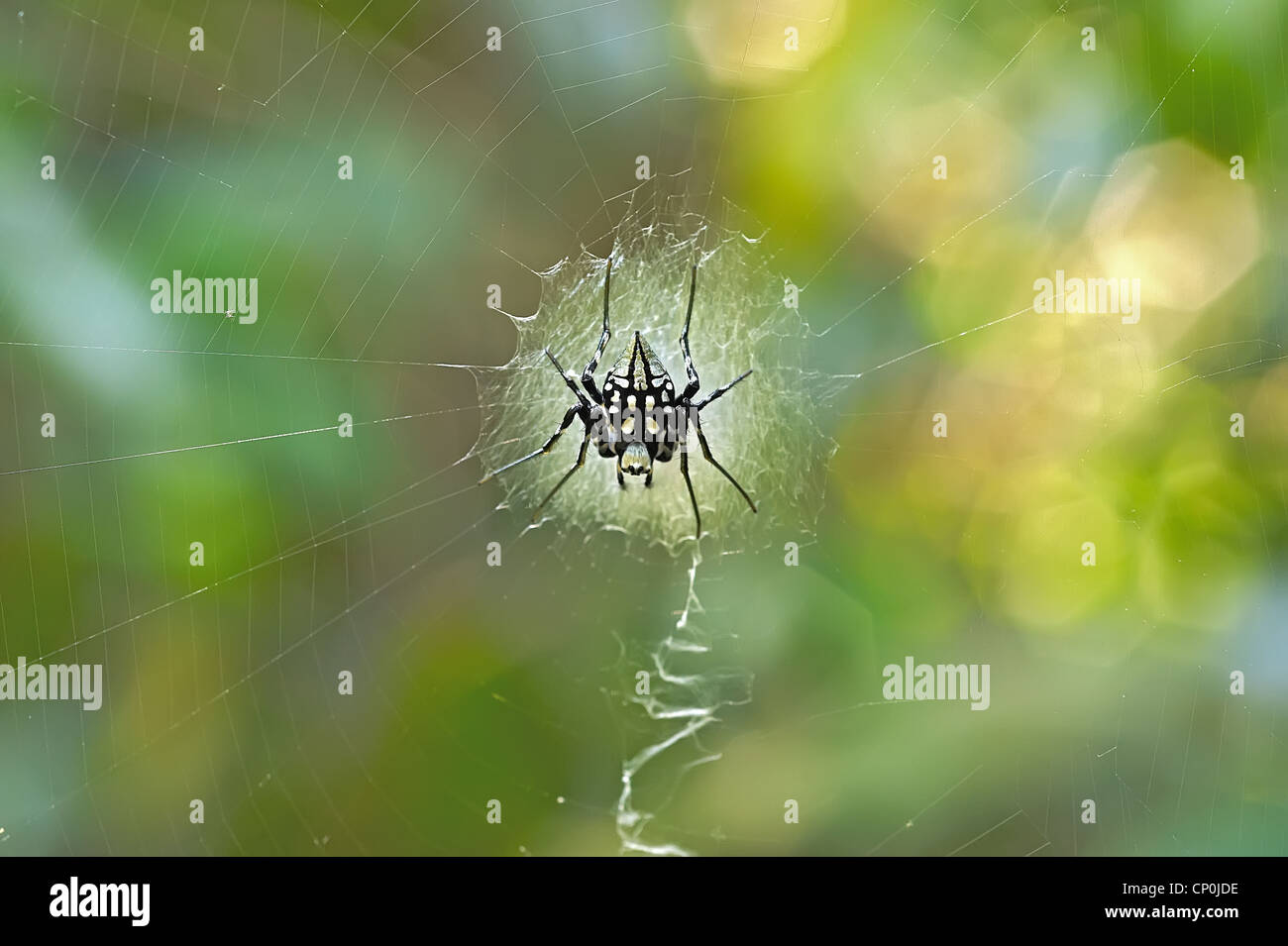 Spiders (order Araneae) are airbreathing arthropods that have eight