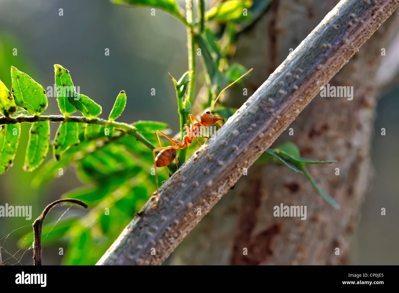 ant formica rufa Stock Photo