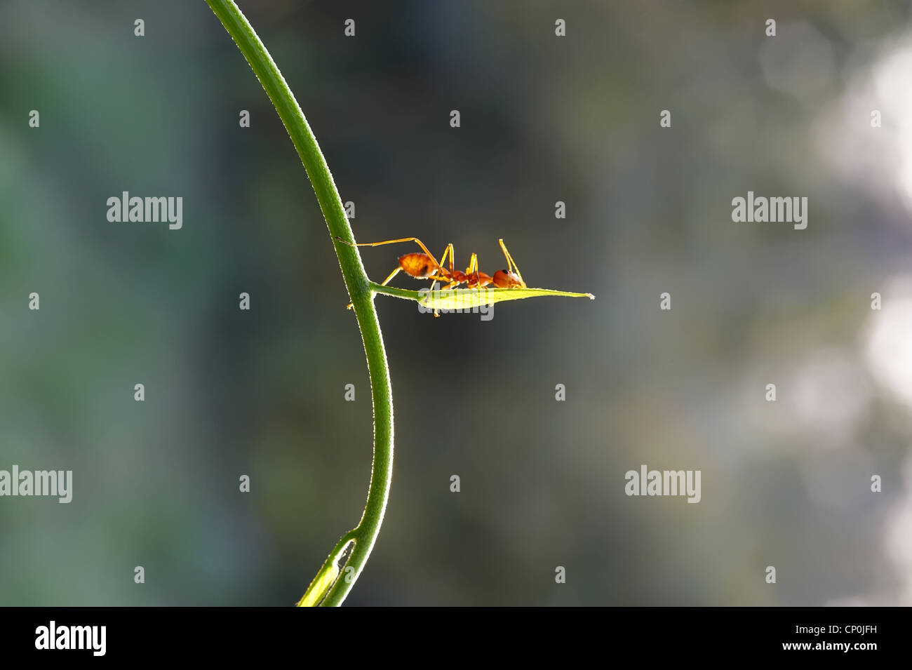ant formica rufa Stock Photo