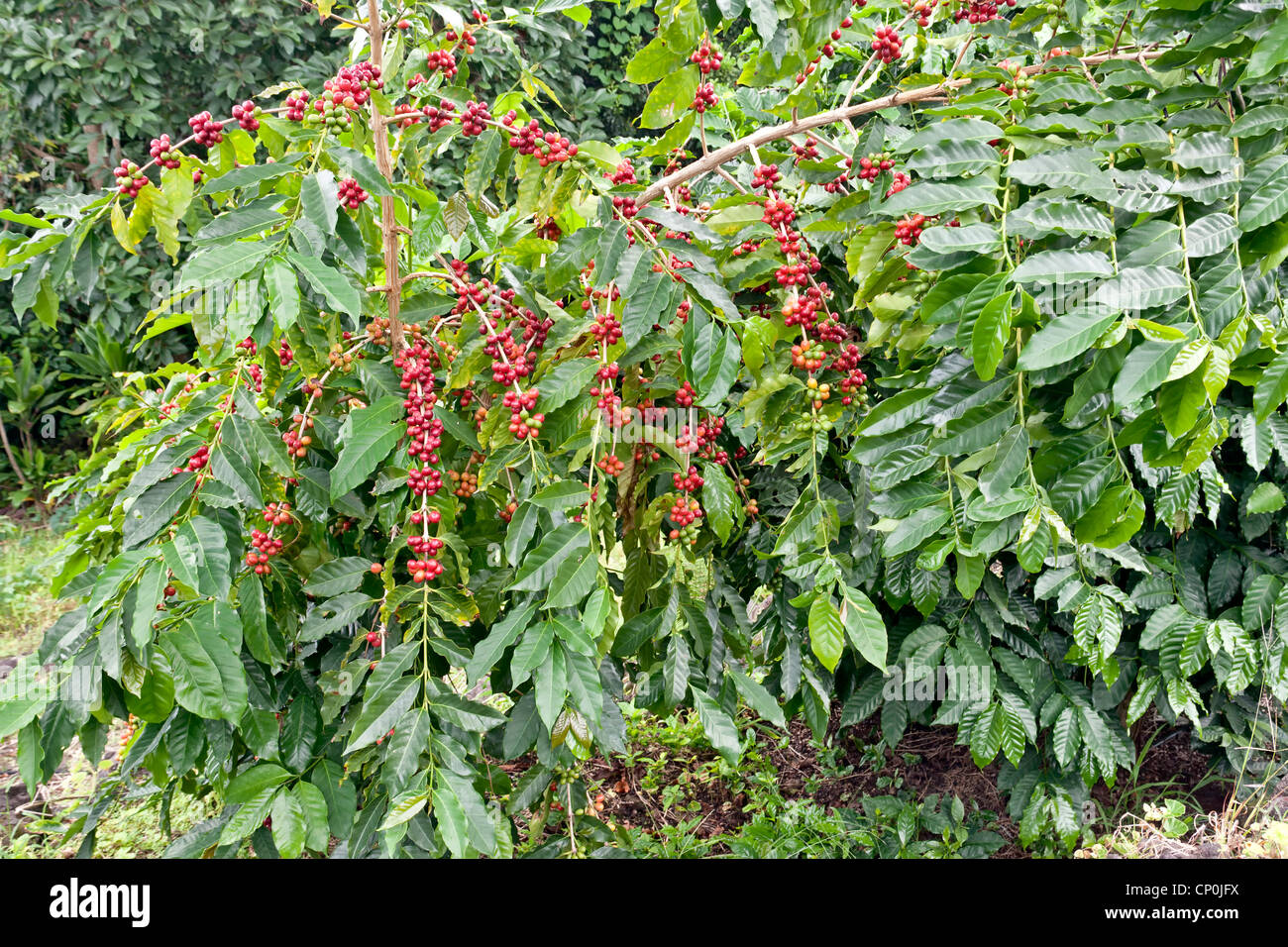 Kona coffee plantation hires stock photography and images Alamy