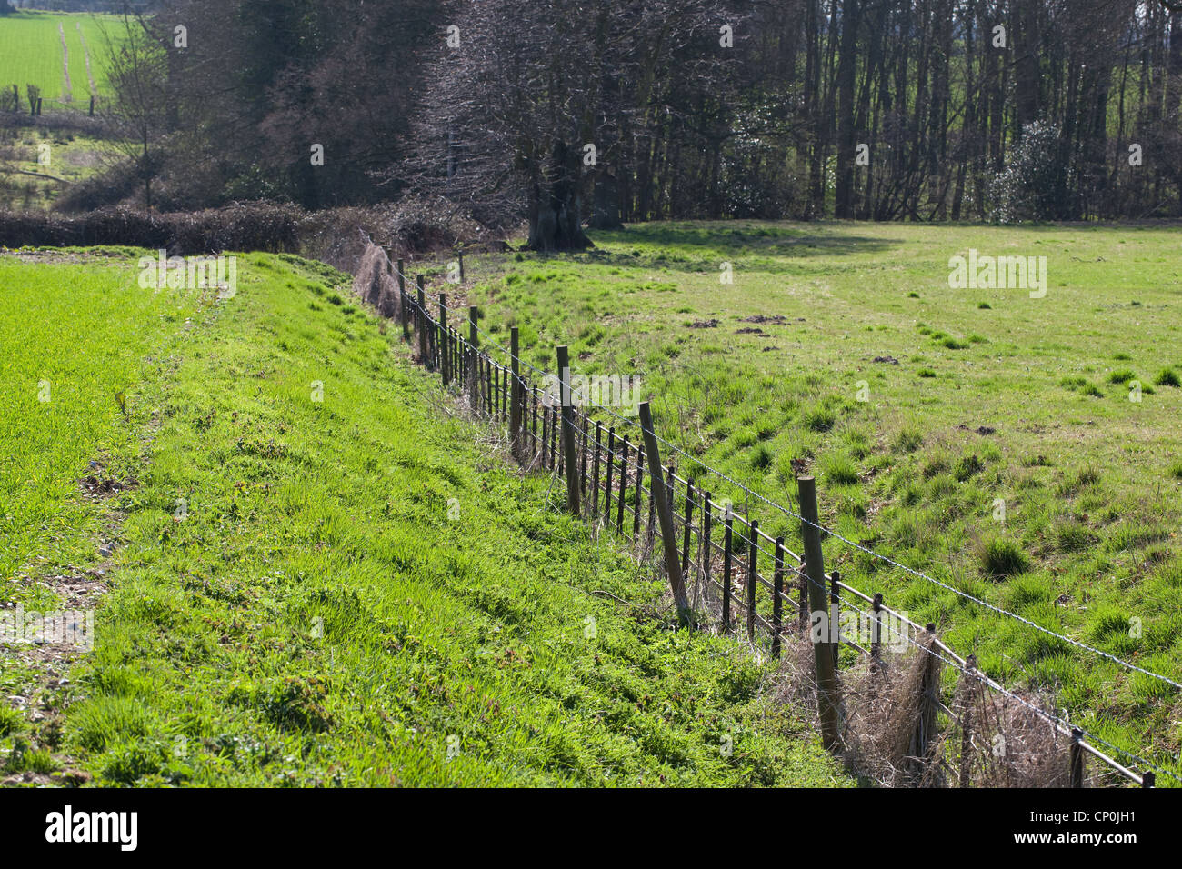 Ha-Ha; hidden fence line, in a dry ditch. Hethersett, Norfolk. Gives uninterrupted view across landscape of livestock, cattle. Stock Photo