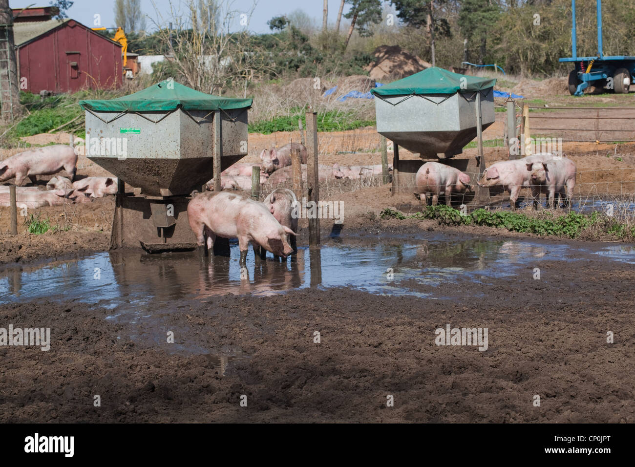 Domestic Pigs (Sus scrofa). Pig Farm. Free ranging with gravity fed feeders in an open air, outdoor enclosure. Stock Photo