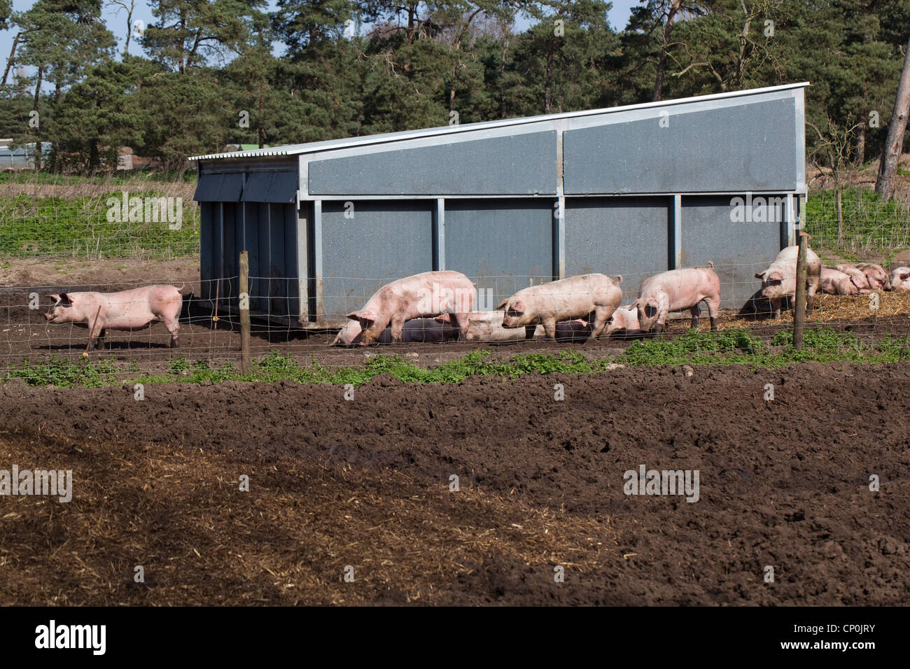 Domestic Pigs Sus scrofa. Pig Farm. Free ranging with Housing in an open air, outdoor enclosure. Stock Photo