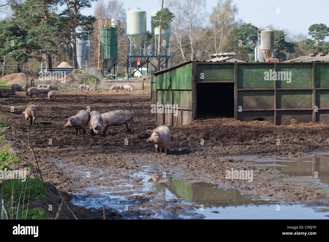 Domestic Pigs Sus scrofa. Pig Farm. Free ranging in the mud of a pen. Housing and open air, outdoor enclosure.Gravity feed bins. Stock Photo