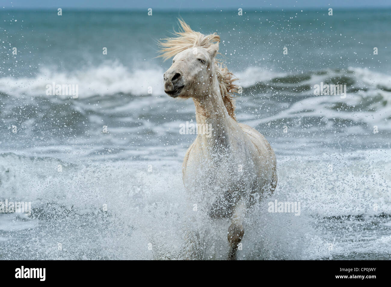 Horse white waves hires stock photography