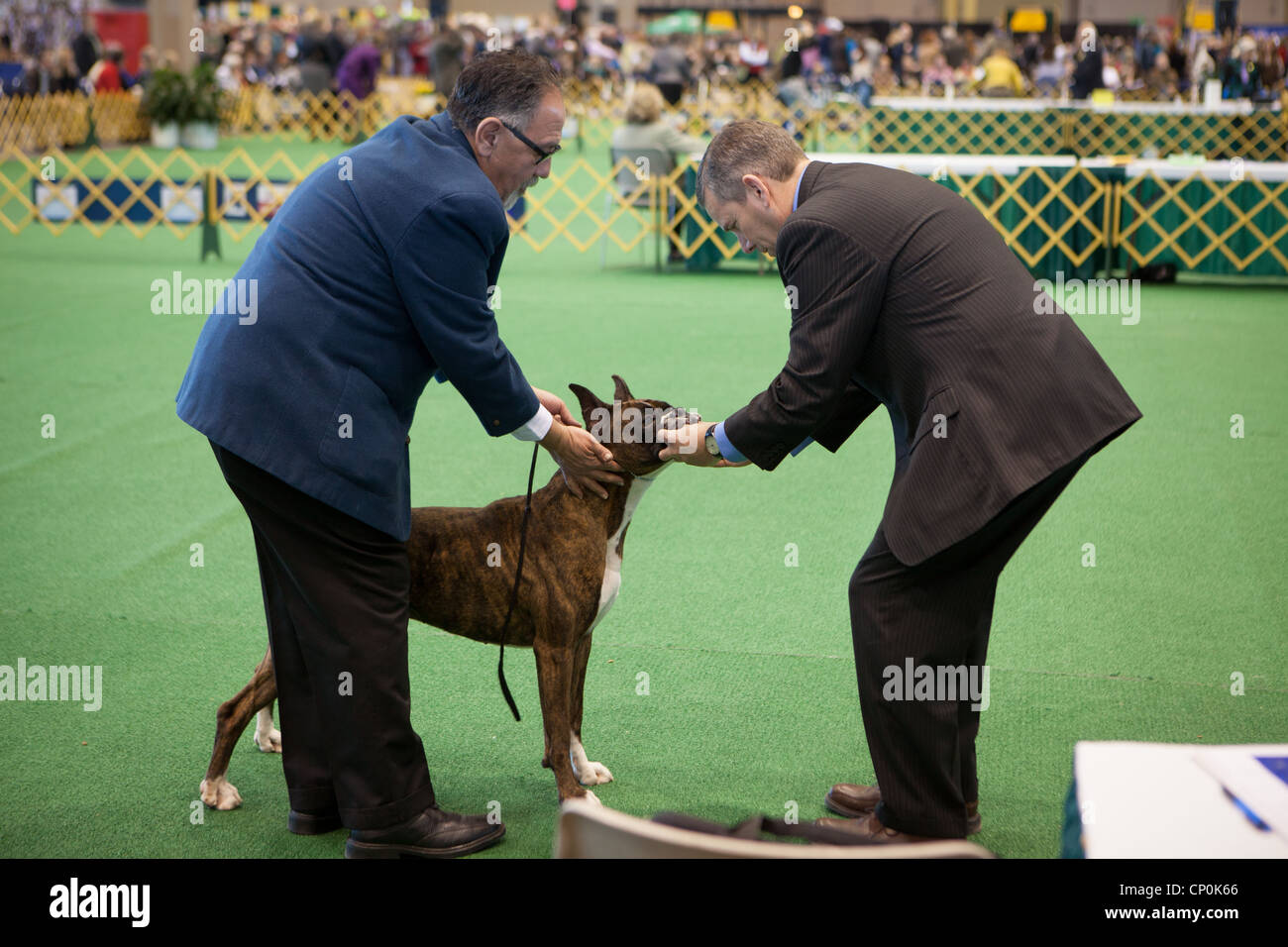 American kennel club judges hi-res stock photography and images - Alamy