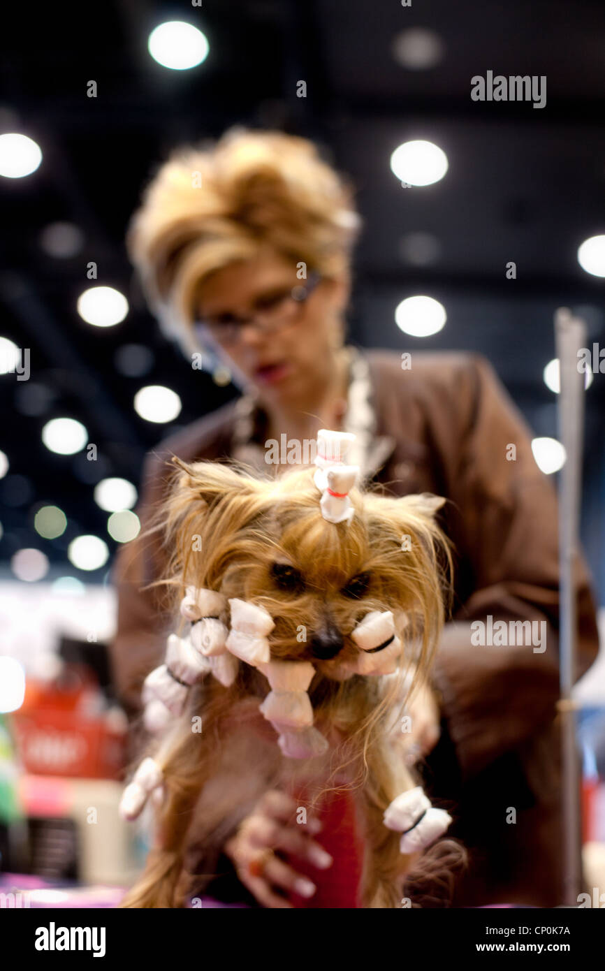 American Kennel Club, AKC show in Chicago, grooming Stock Photo Alamy