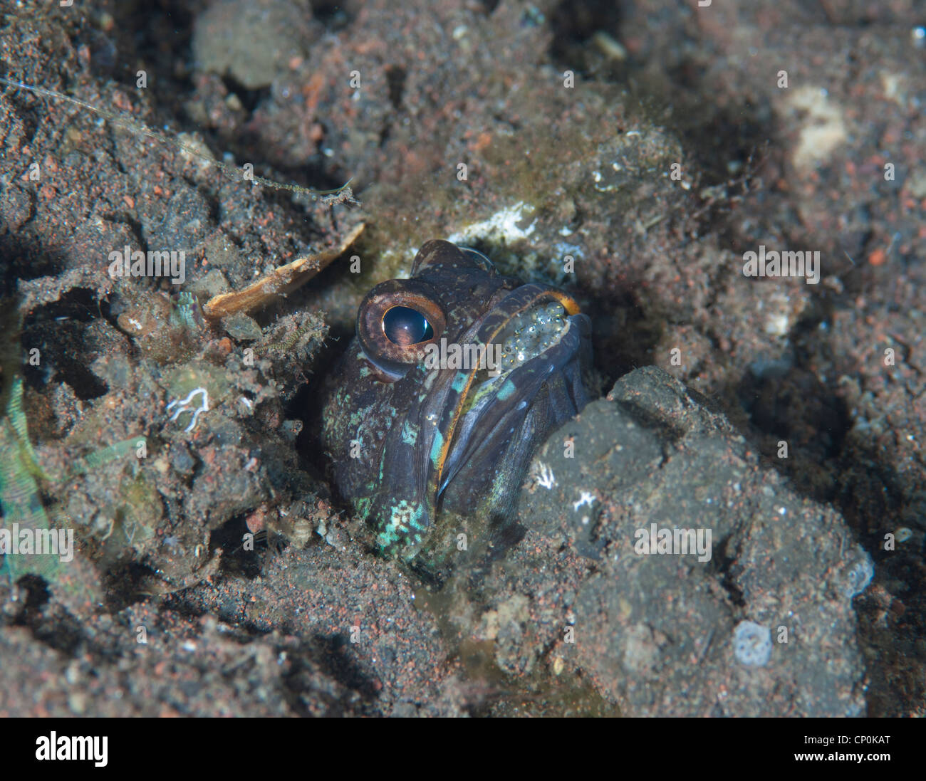 jaw fish with eggs Stock Photo Alamy