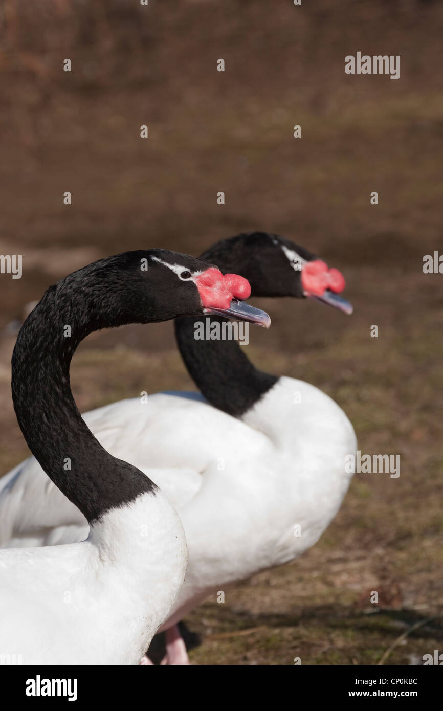 Black-necked Swans (Cygnus melanocoryphus). Pair. Sexes alike. sexually monomorphic. Native to southern South America. Stock Photo