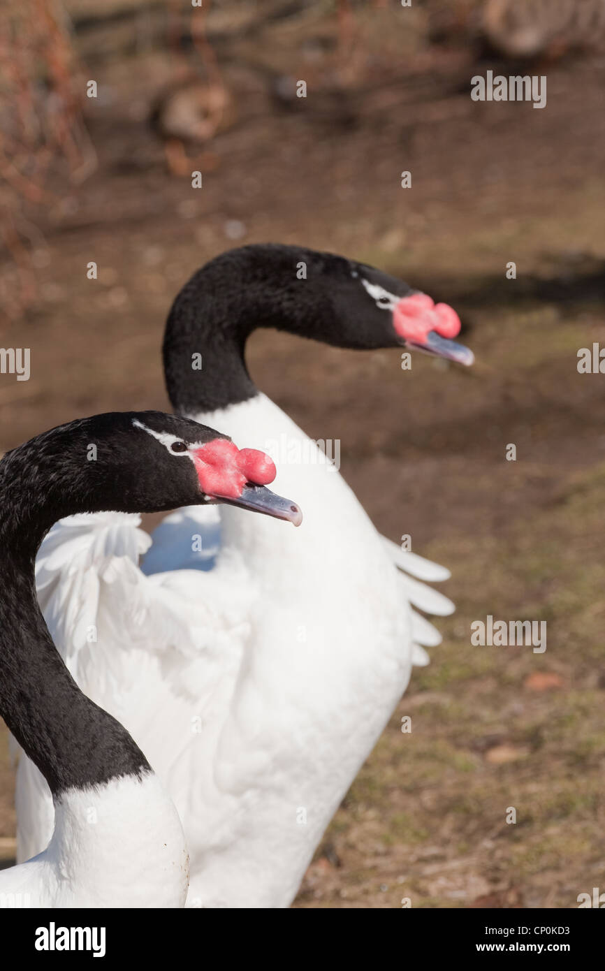 Black-necked Swans (Cygnus melanocoryphus). Pair, cob and pen. Pen, far bird, wing stretching. Stock Photo