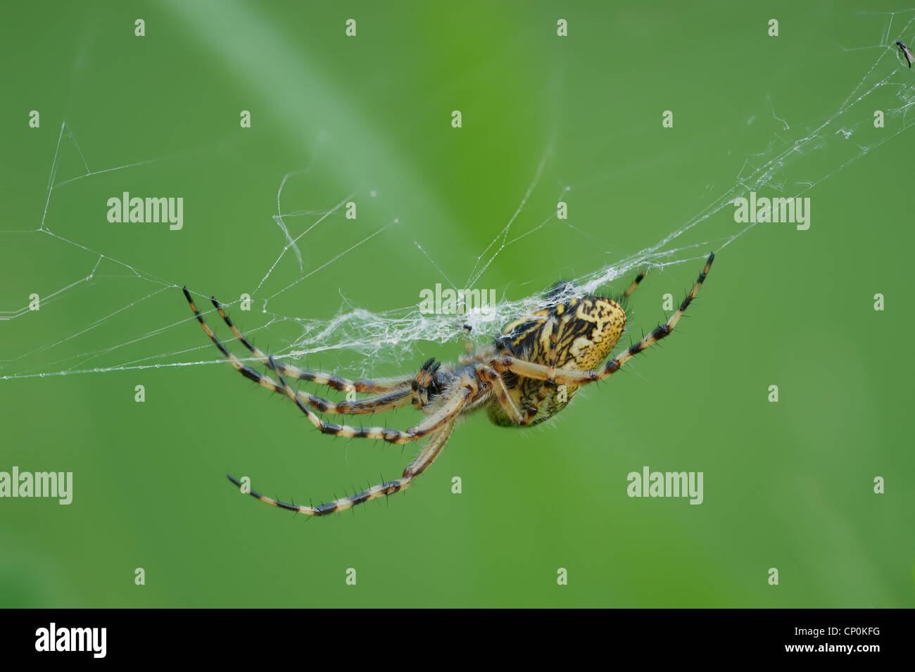 Spiders (order Araneae) are air-breathing arthropods that have eight legs and chelicerae with fangs that inject venom. Stock Photo