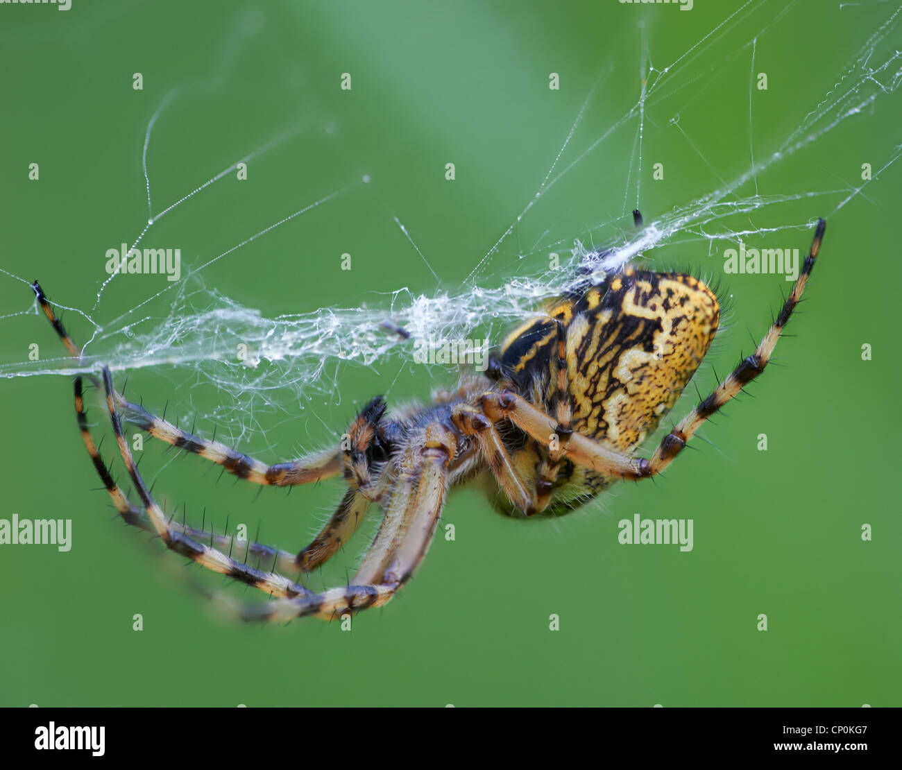 Spiders (order Araneae) are air-breathing arthropods that have eight legs and chelicerae with fangs that inject venom. Stock Photo