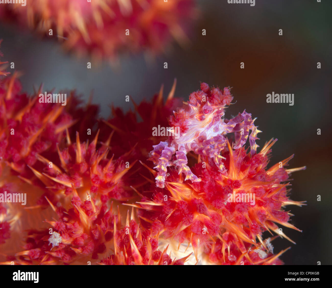 soft coral crab Stock Photo - Alamy