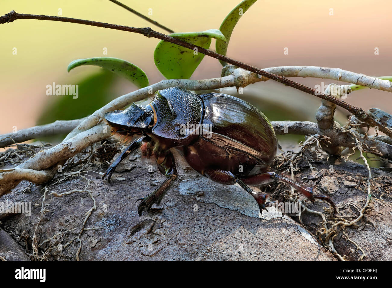 beetle Stock Photo