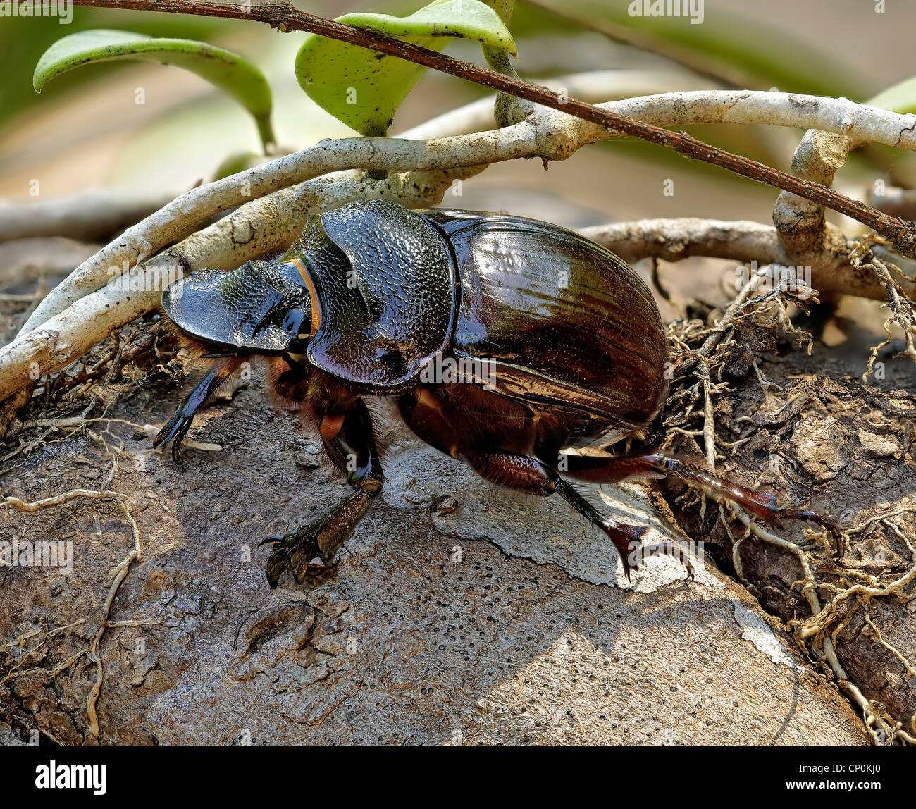 beetle Stock Photo