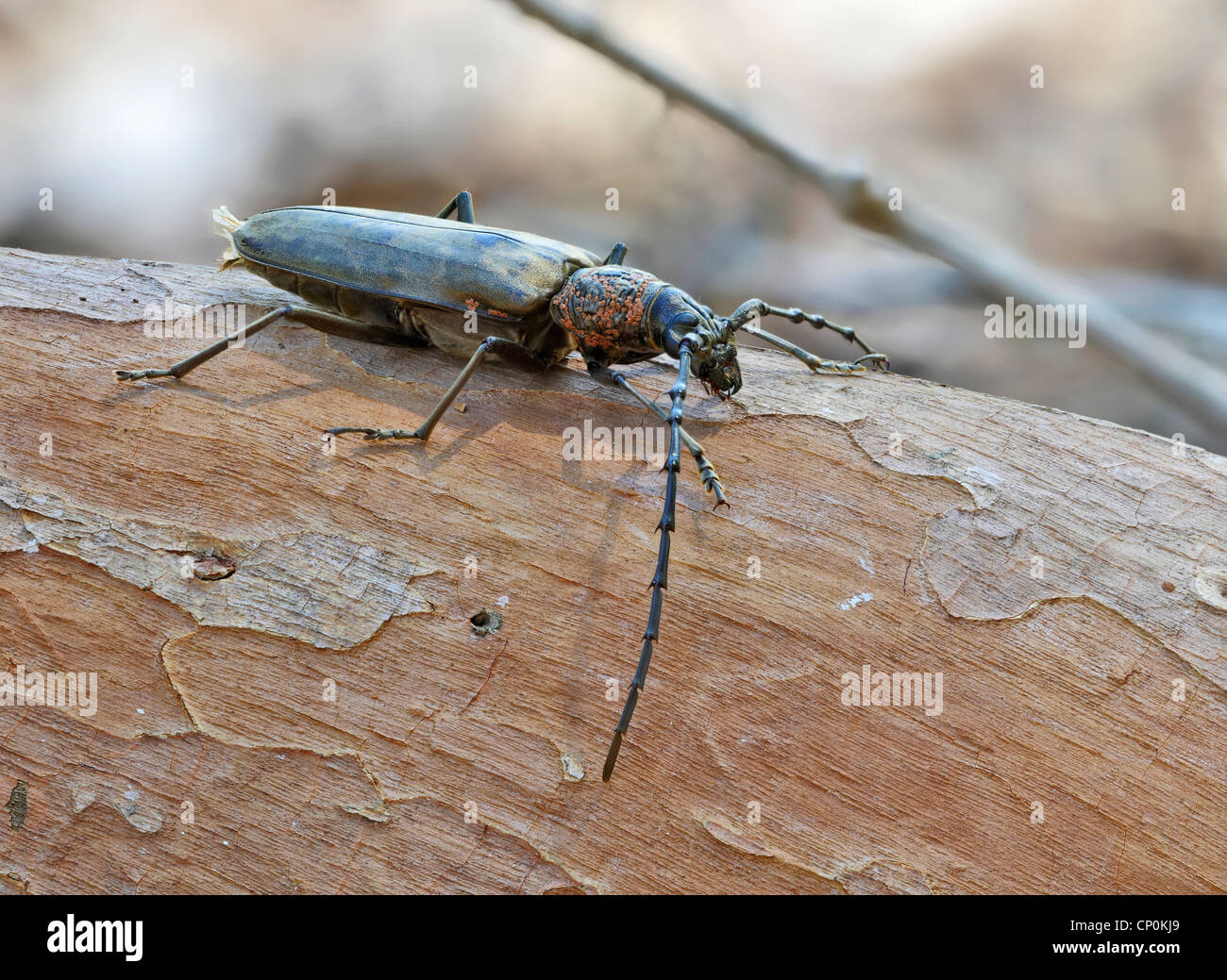 beetle Stock Photo