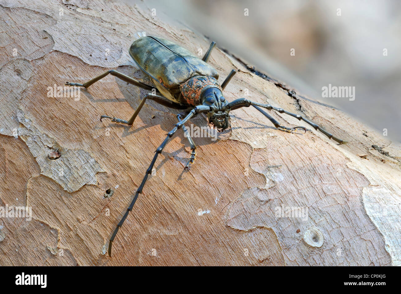 beetle Stock Photo