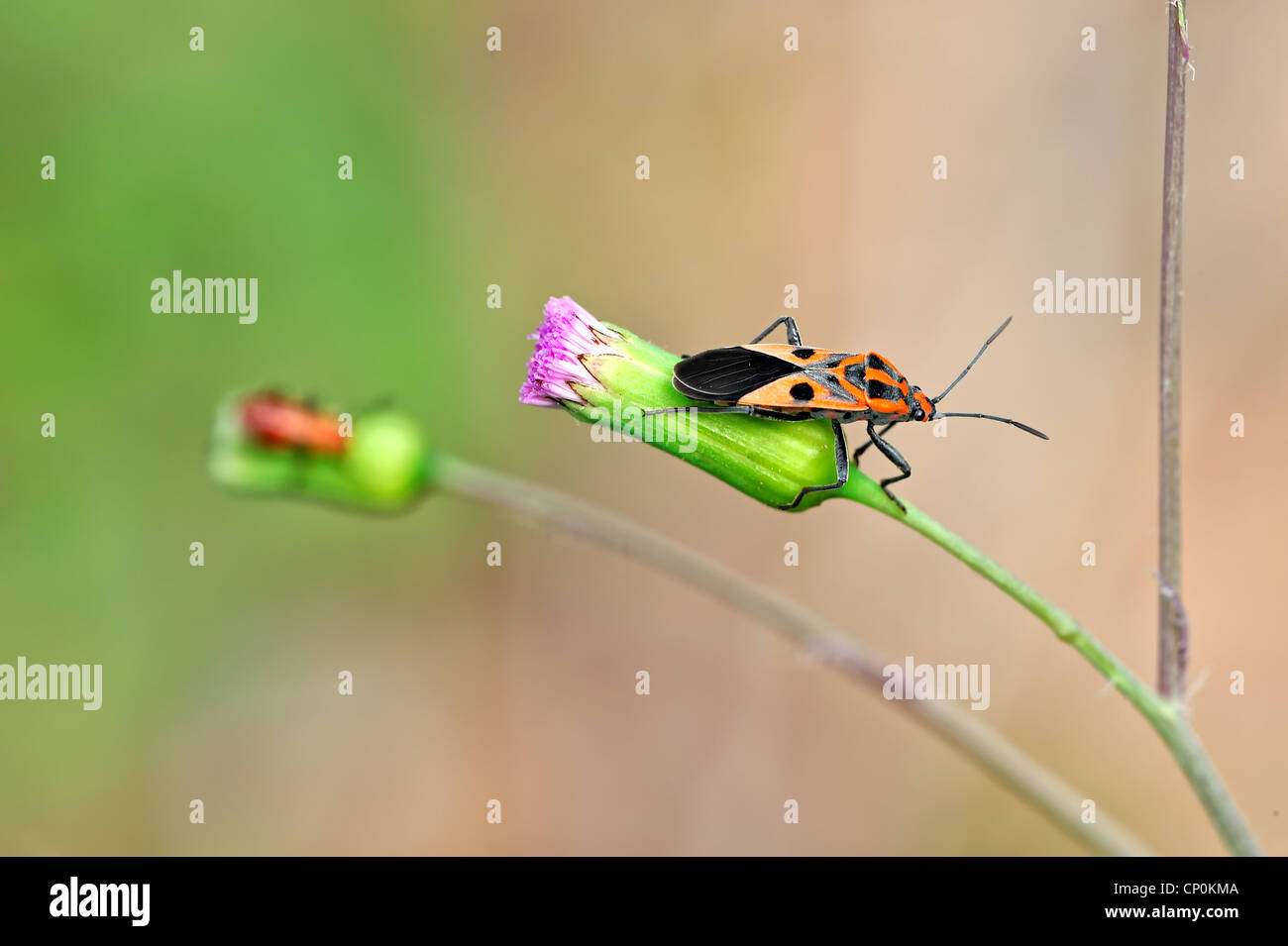 beetle Stock Photo