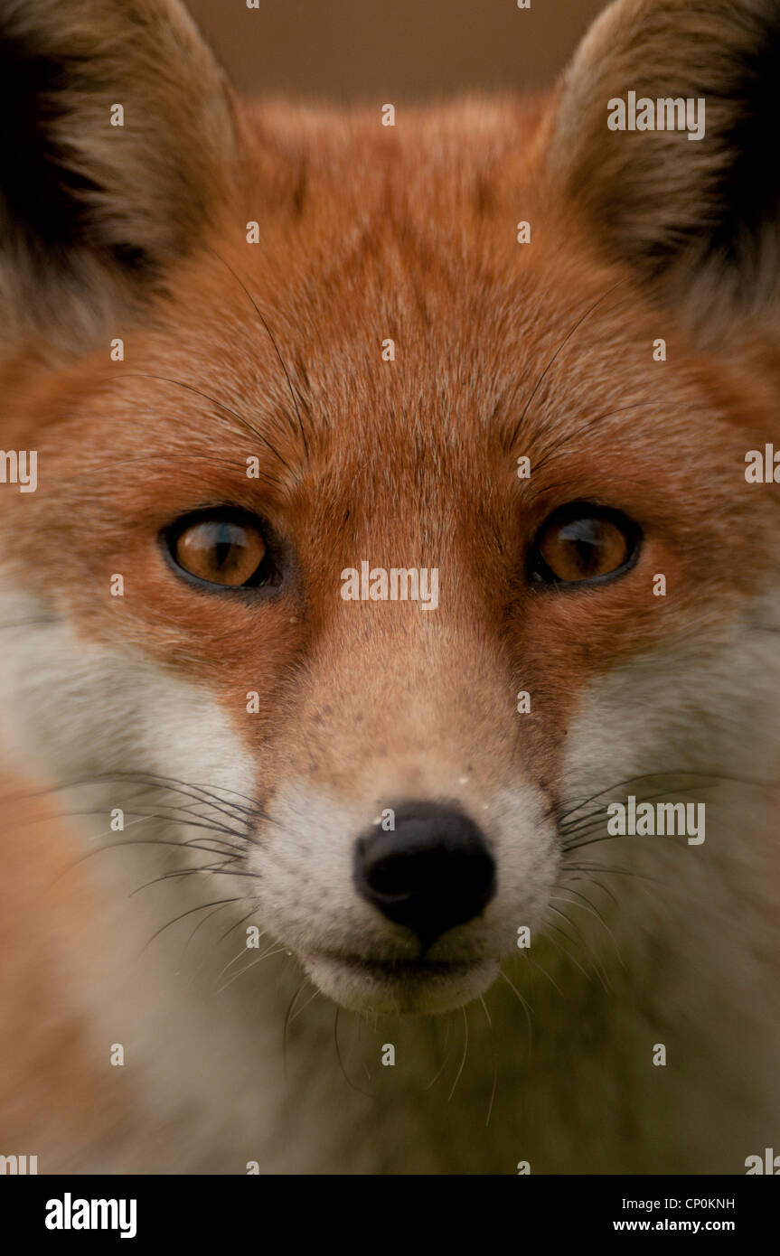 Fox Face High Resolution Stock Photography And Images Alamy Fox Face High Resolution Stock Photography And Images Alamy