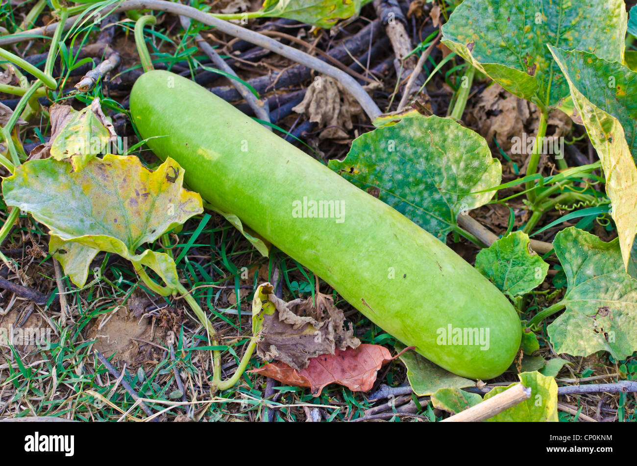 Bottle gourd / Lagenaria siceraria / Lagenaria vulgaris / opo squash / Long melon with its vine in the farm Stock Photo