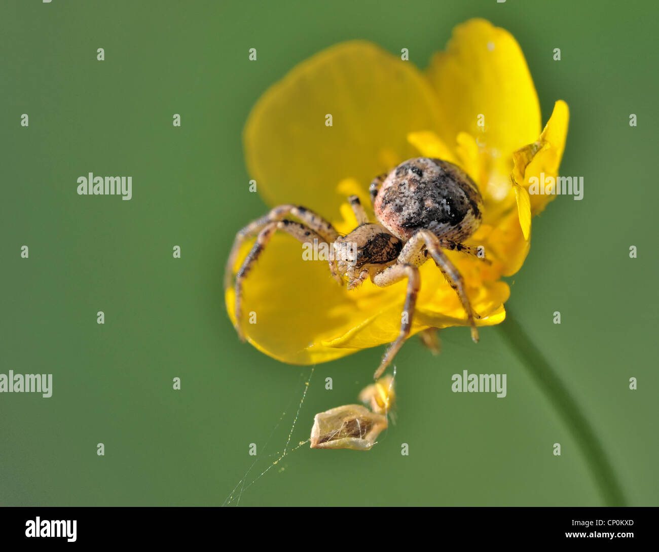 Spiders (order Araneae) are airbreathing arthropods that have eight