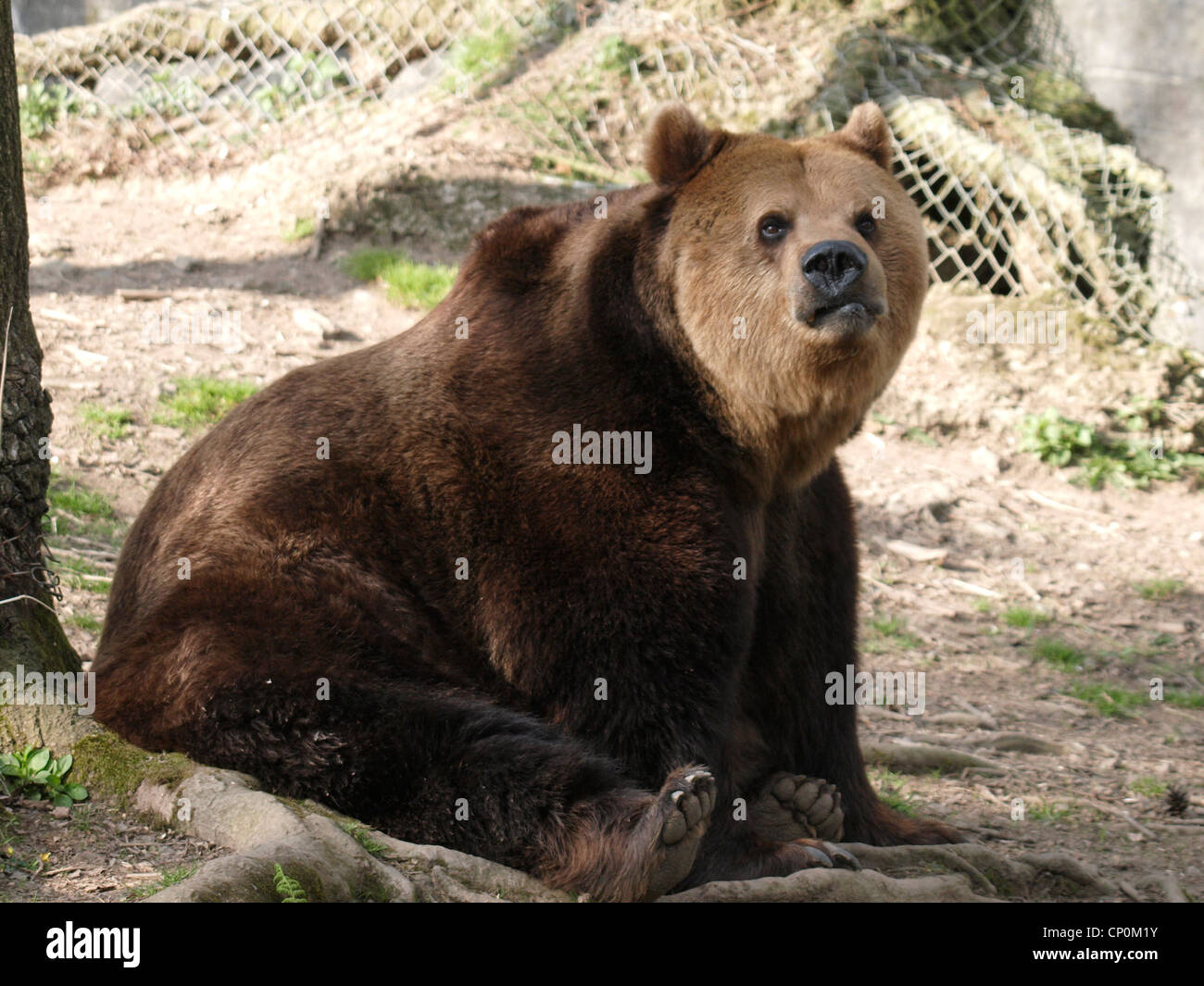 European Brown Bear, Ursus arctos arctos Stock Photo