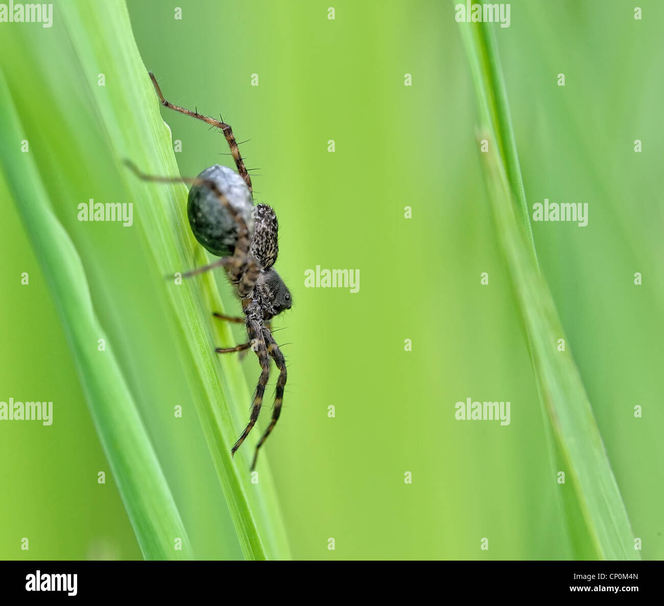 Spiders (order Araneae) are airbreathing arthropods that have eight