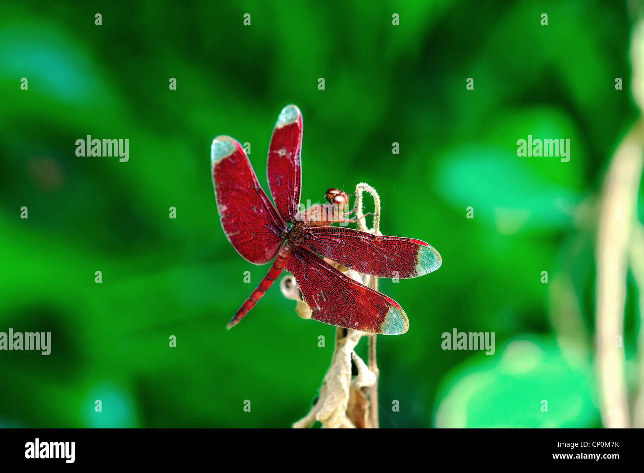 Purae High Resolution Stock Photography and Images - Alamy