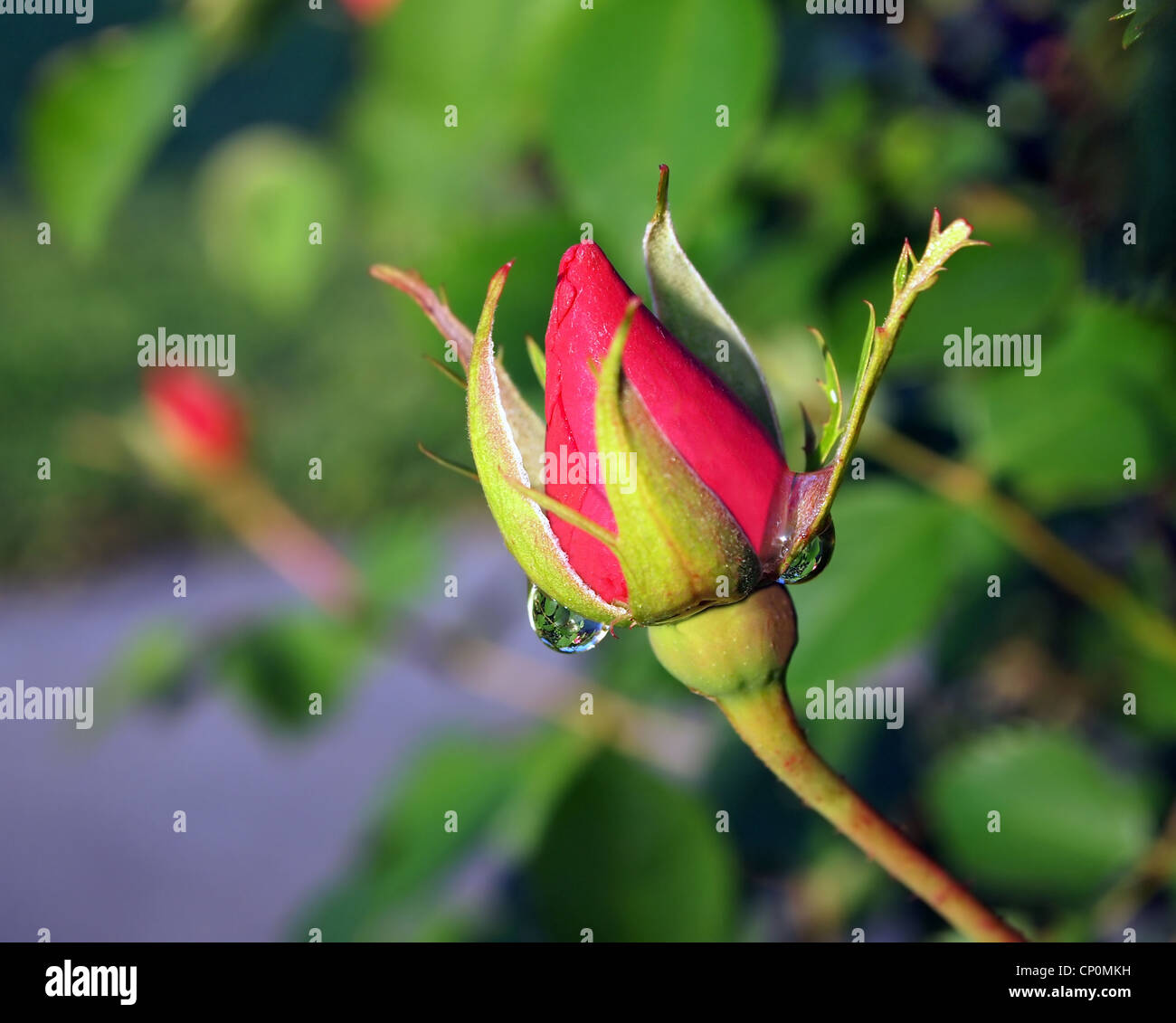 rose, rosebud, flower, garden, botanical, dewdrop, water. droplet, refraction, reflection, spring, rain, rosebush, magical Stock Photo