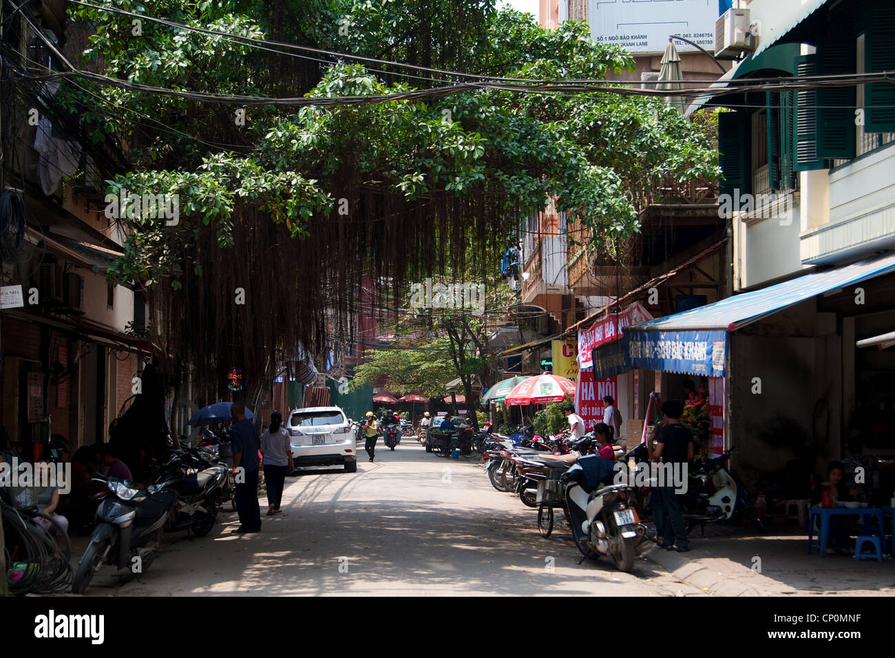A typical tree canopy in the street in Hanoi, Vietnam Stock Photo