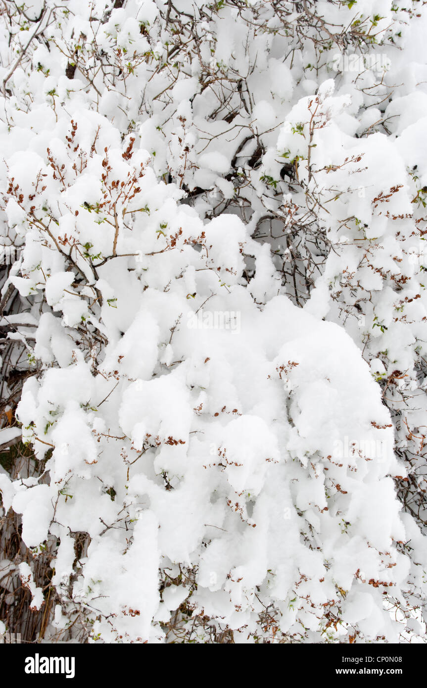 Piles of snow cover the twigs and branches of a lilac bush (Syringa vulgaris) in winter, Livingston, Montana, USA Stock Photo