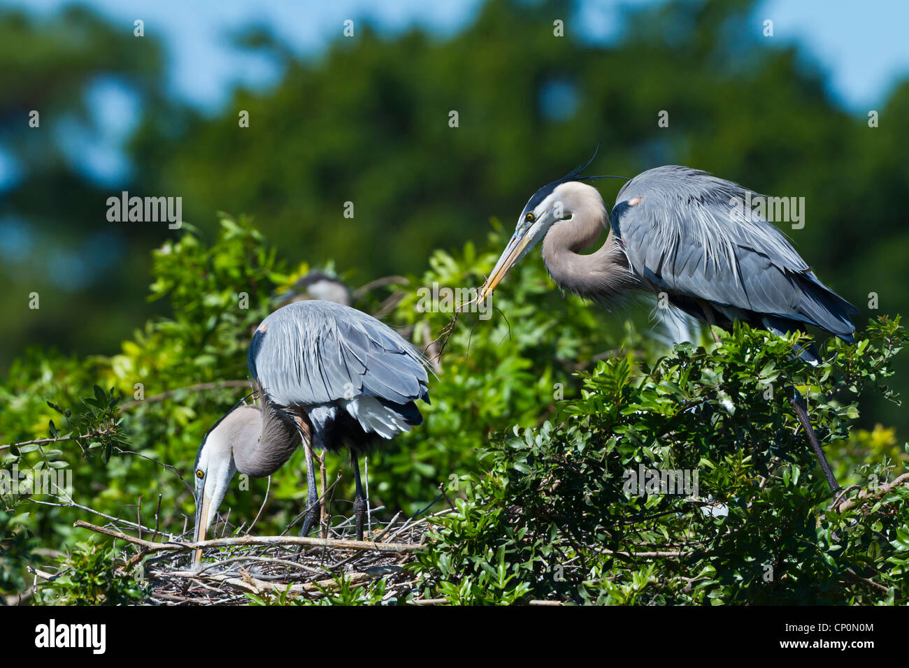 A great blue heron pair at the nest at the Audubon bird rookery in Venice, Florida, USA. Stock Photo