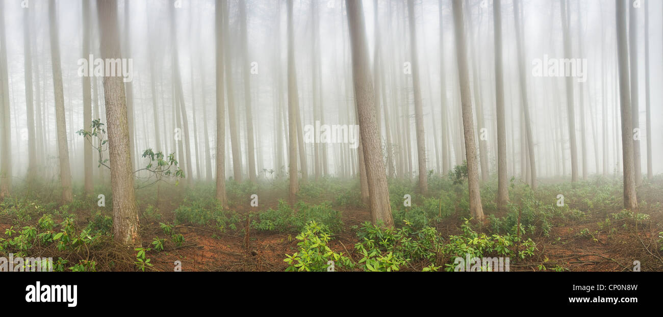 Panaromic woodland scene on a foggy day.  Vaseline applied to a filter to provide a blurred tress affect. Stock Photo
