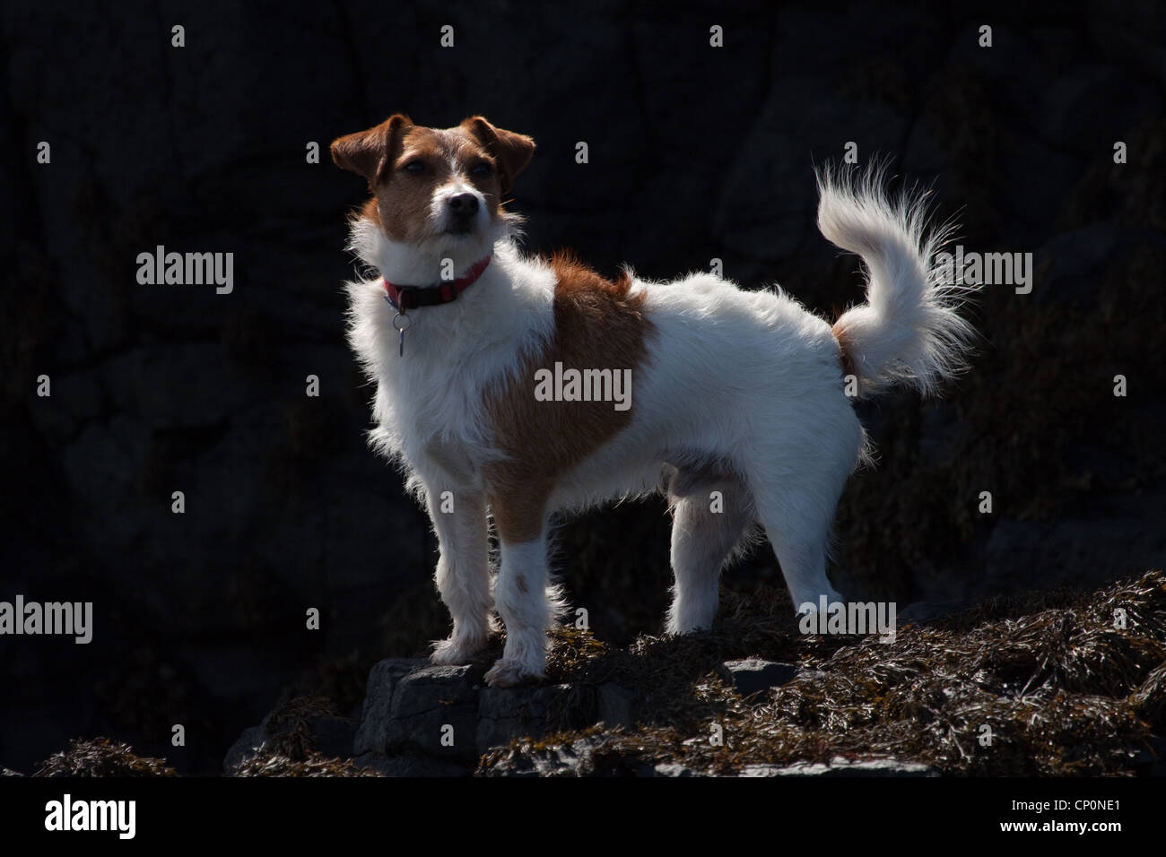 Jack Russell Terrier dog on a sea-weed covered rocky shore Stock Photo