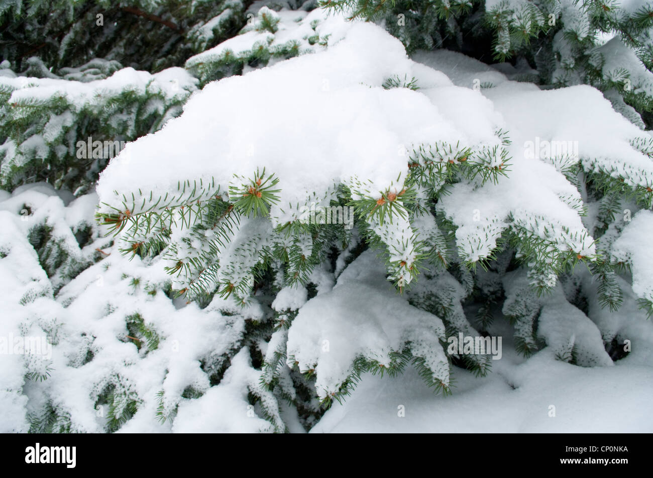 Snow covered branches of a Blue Spruce tree (Picea pungens) after a snowstorm in winter, Livingston, Montana, USA Stock Photo