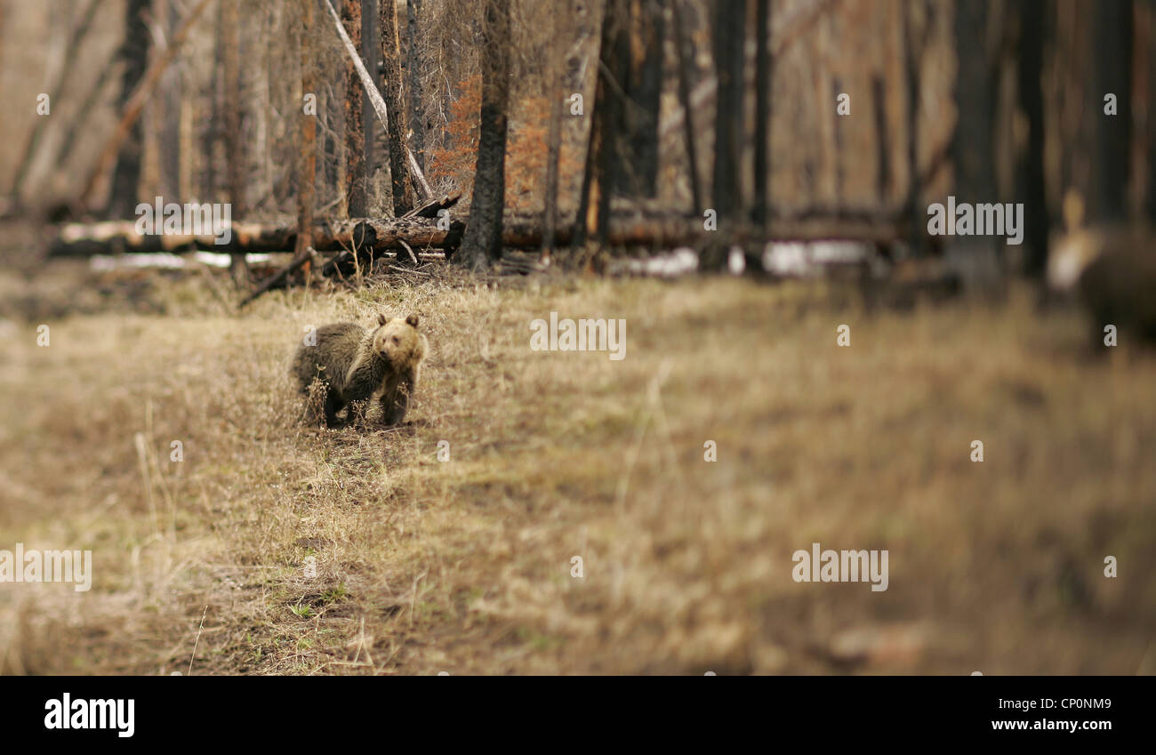 Grizzly Bear in Yellowstone National Park Stock Photo - Alamy