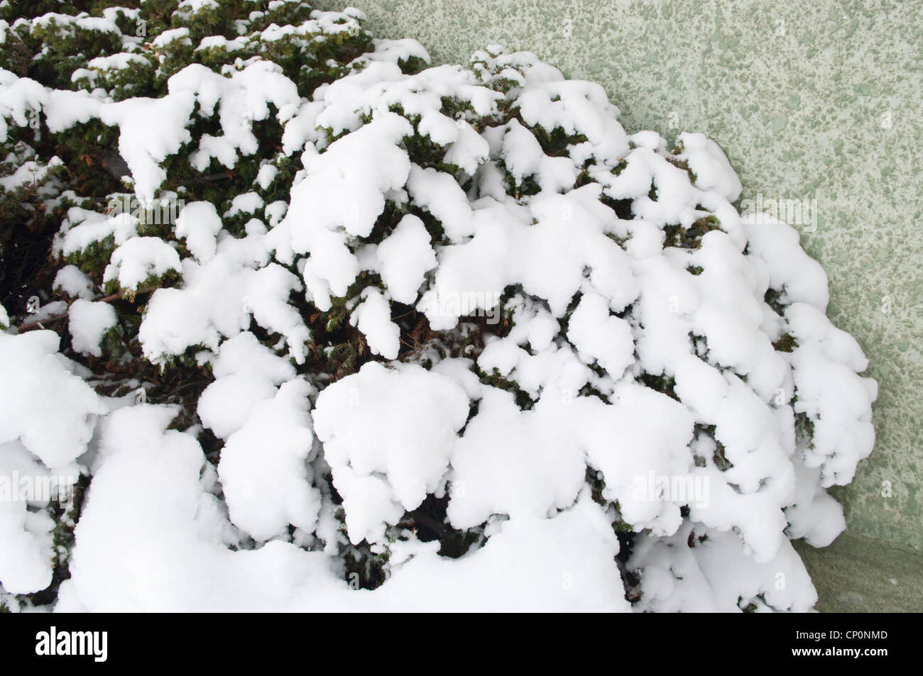 Ornamental Juniper bush (Juniperus) covered by snow from a winter snowfall, Livingston, Montana, USA Stock Photo
