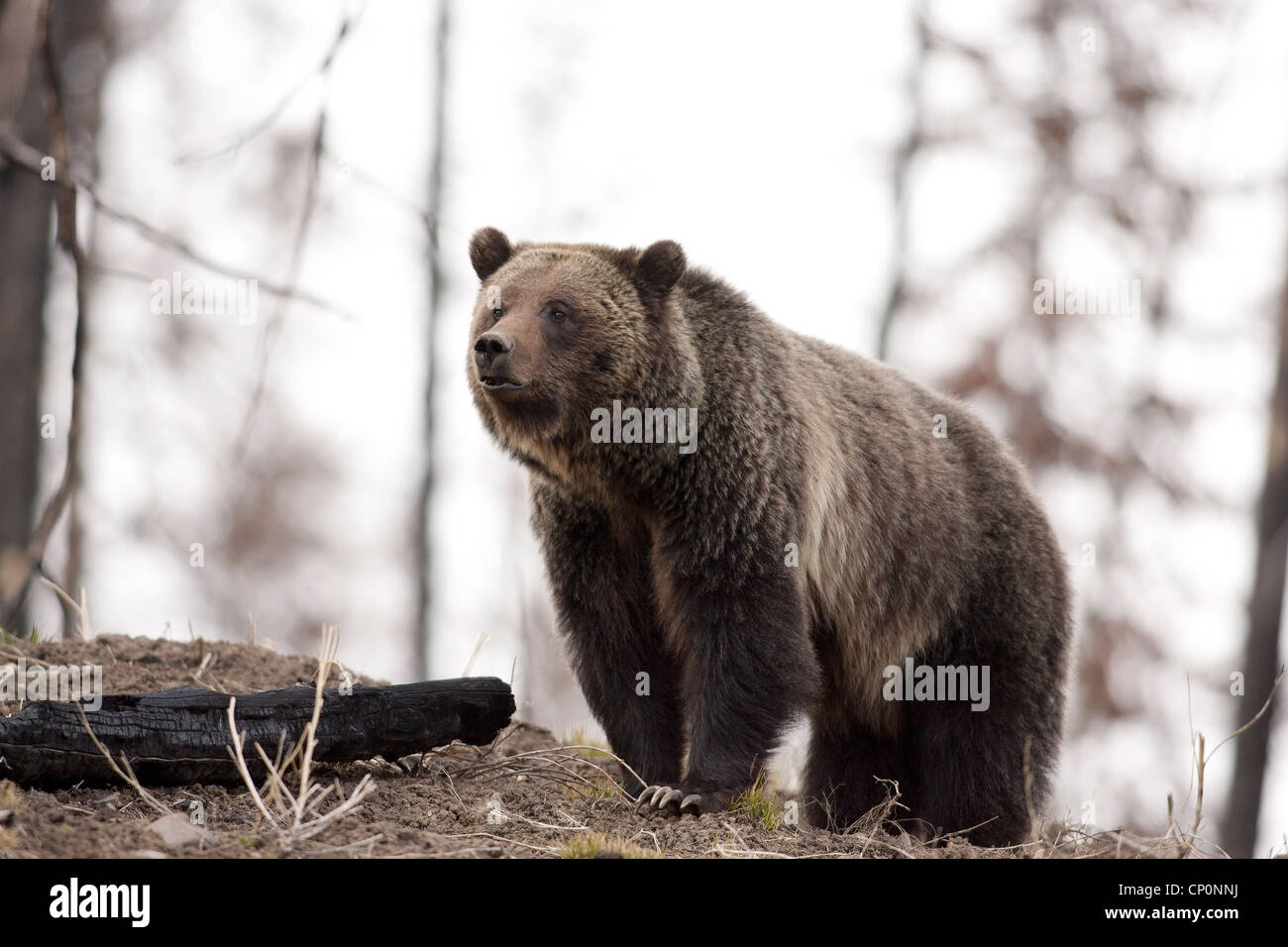 Grizzly Bear in Yellowstone National Park Stock Photo - Alamy