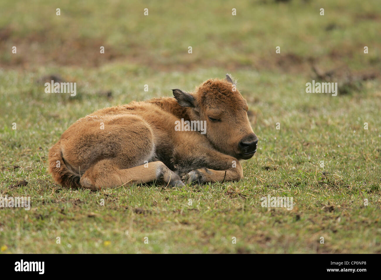 Baby Bison in Yellowstone National Park Stock Photo Alamy