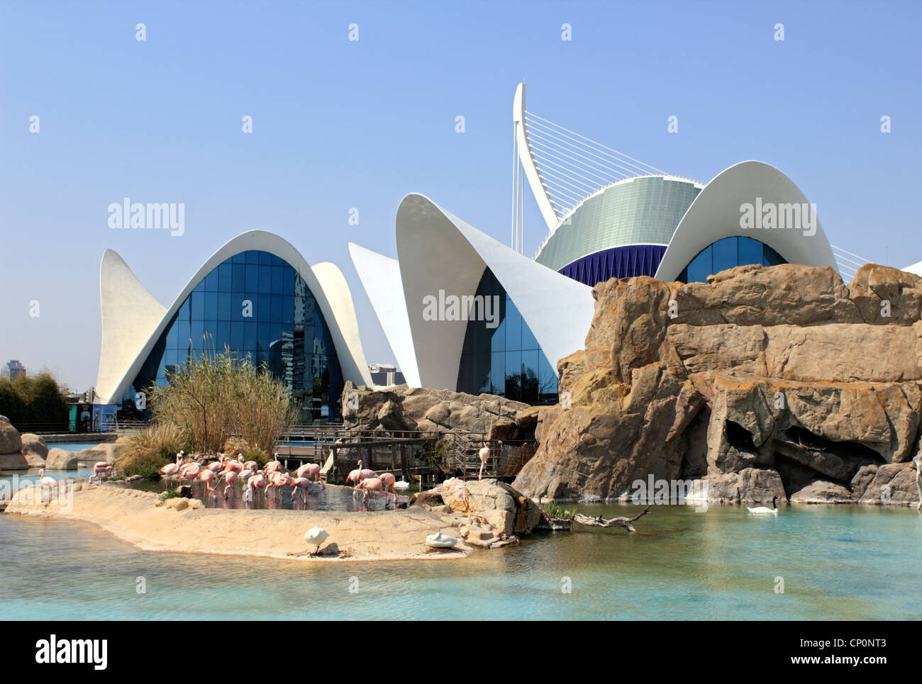 Flamingos Oceanografic aquarium Valencia Spain Stock Photo