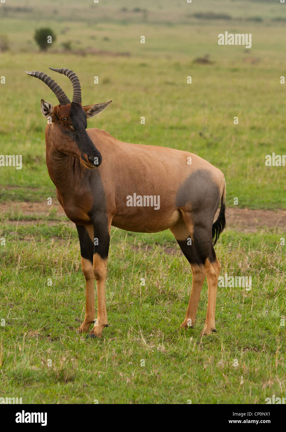 Portrait of a Topi Antelope, Damaliscus Lunatus Standing in the Masai ...