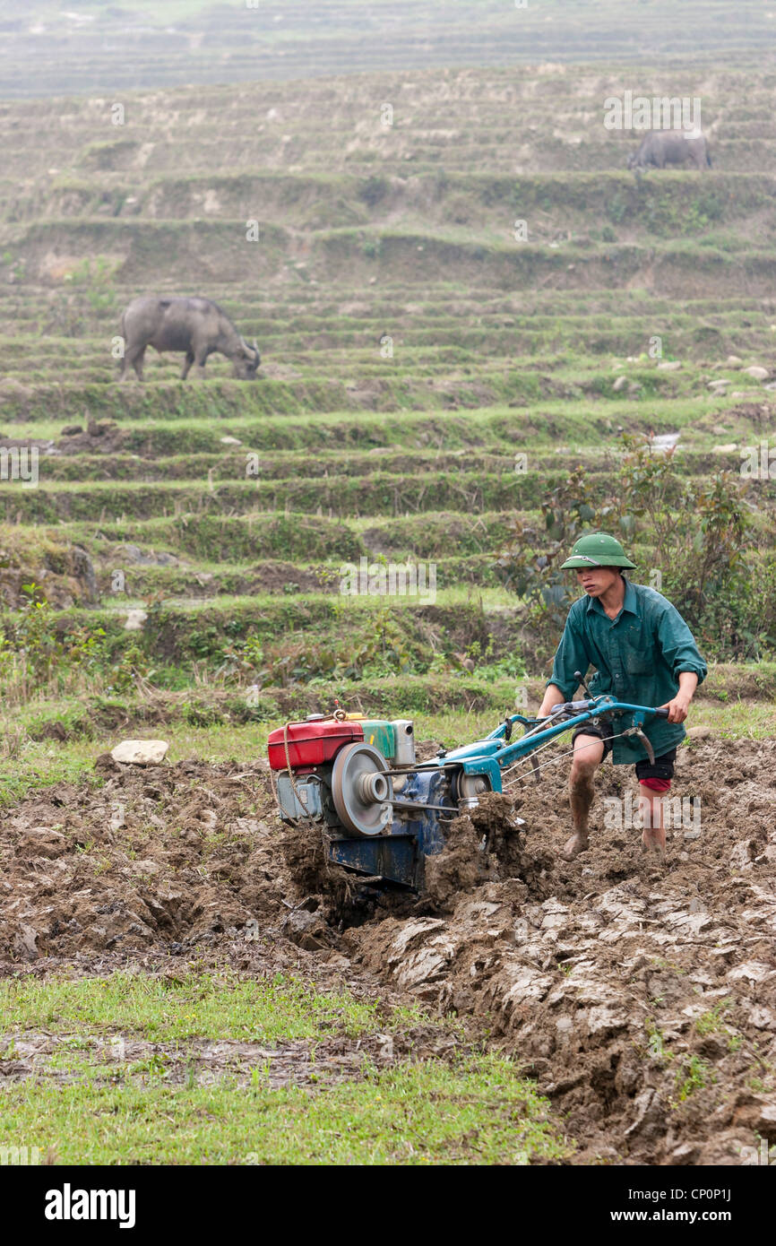 A young farmer tilling his field using a petrol-driven rotary tiller instead of an ox plough, an ox feeding in the background. Stock Photo