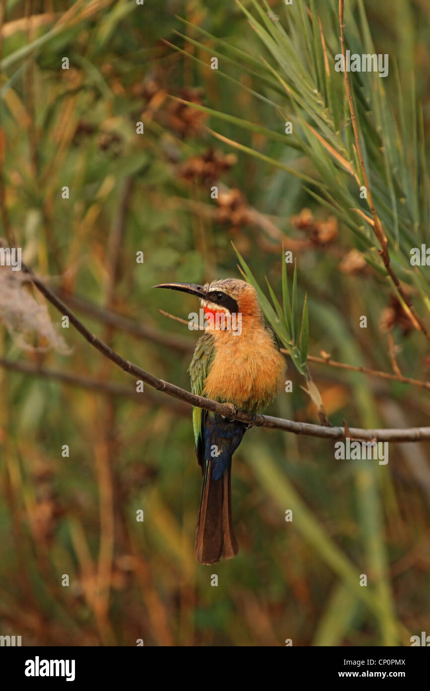 White-fronted Bee-eater (Merops bullockoides) in the Okavango Delta ...
