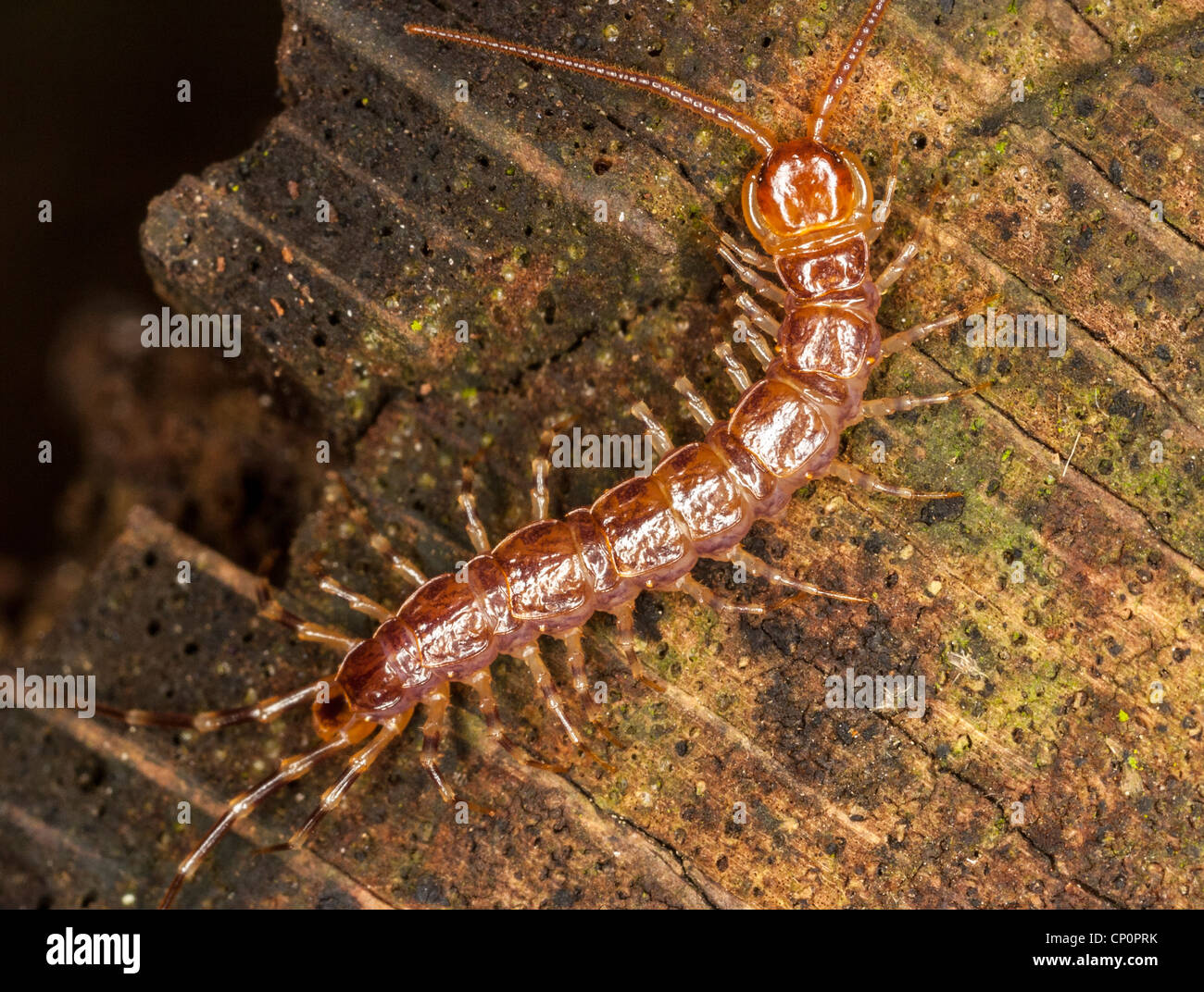 Centipede, probably Lithopius variegatus the banded centipede, distinguished from L. forficatus by its banded legs Stock Photo