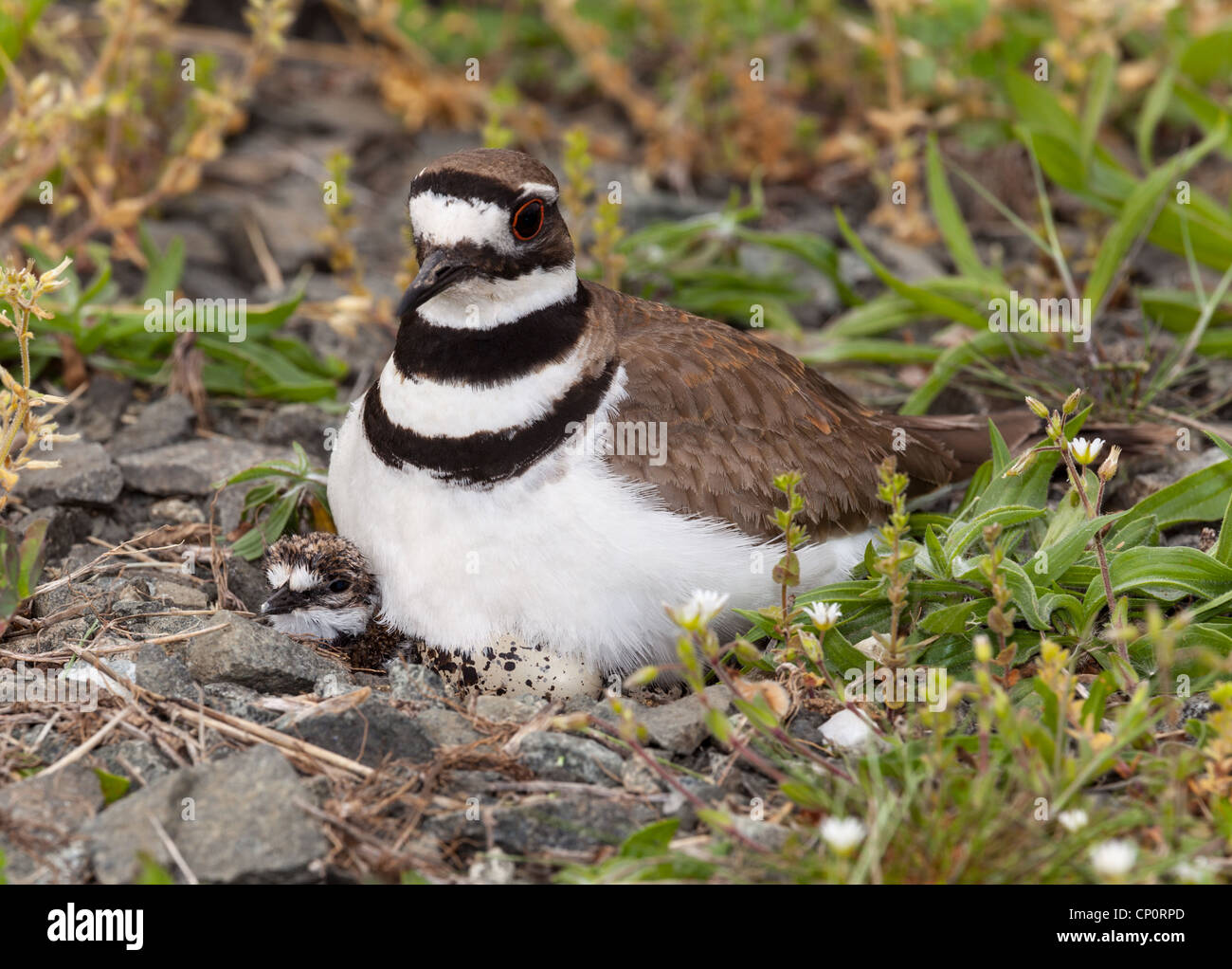 Close up shot of Killdeer bird at nesting time sitting with chicks and