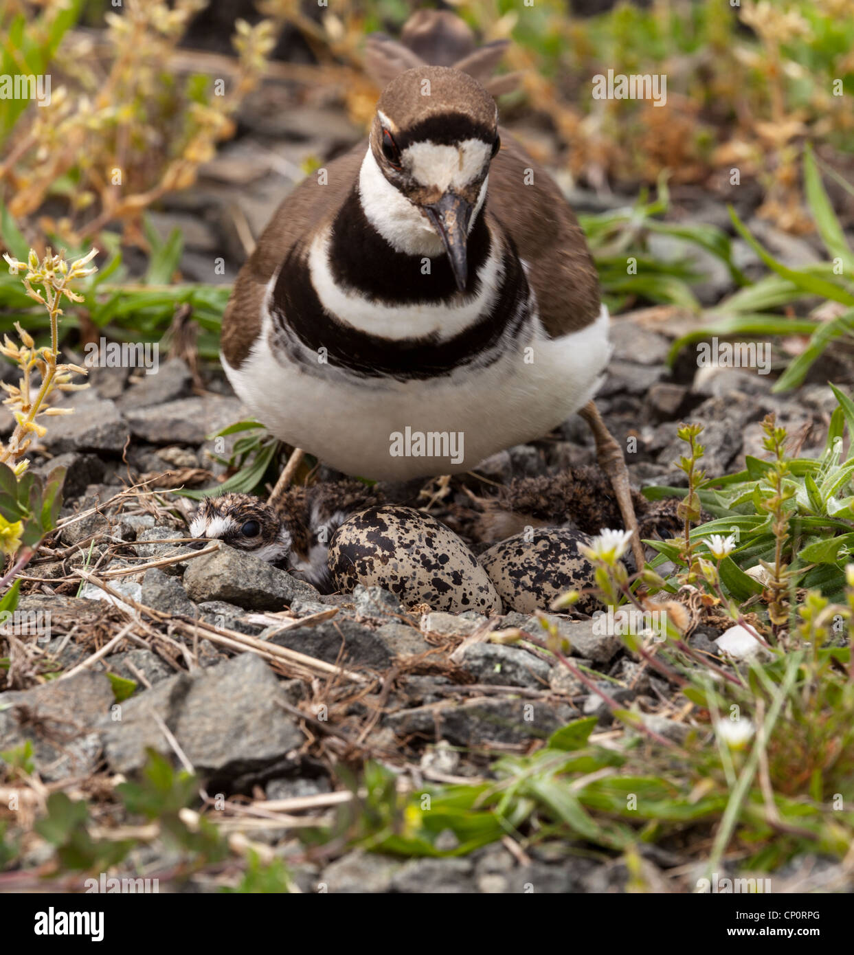 Close up shot of Killdeer bird at nesting time sitting with chicks and
