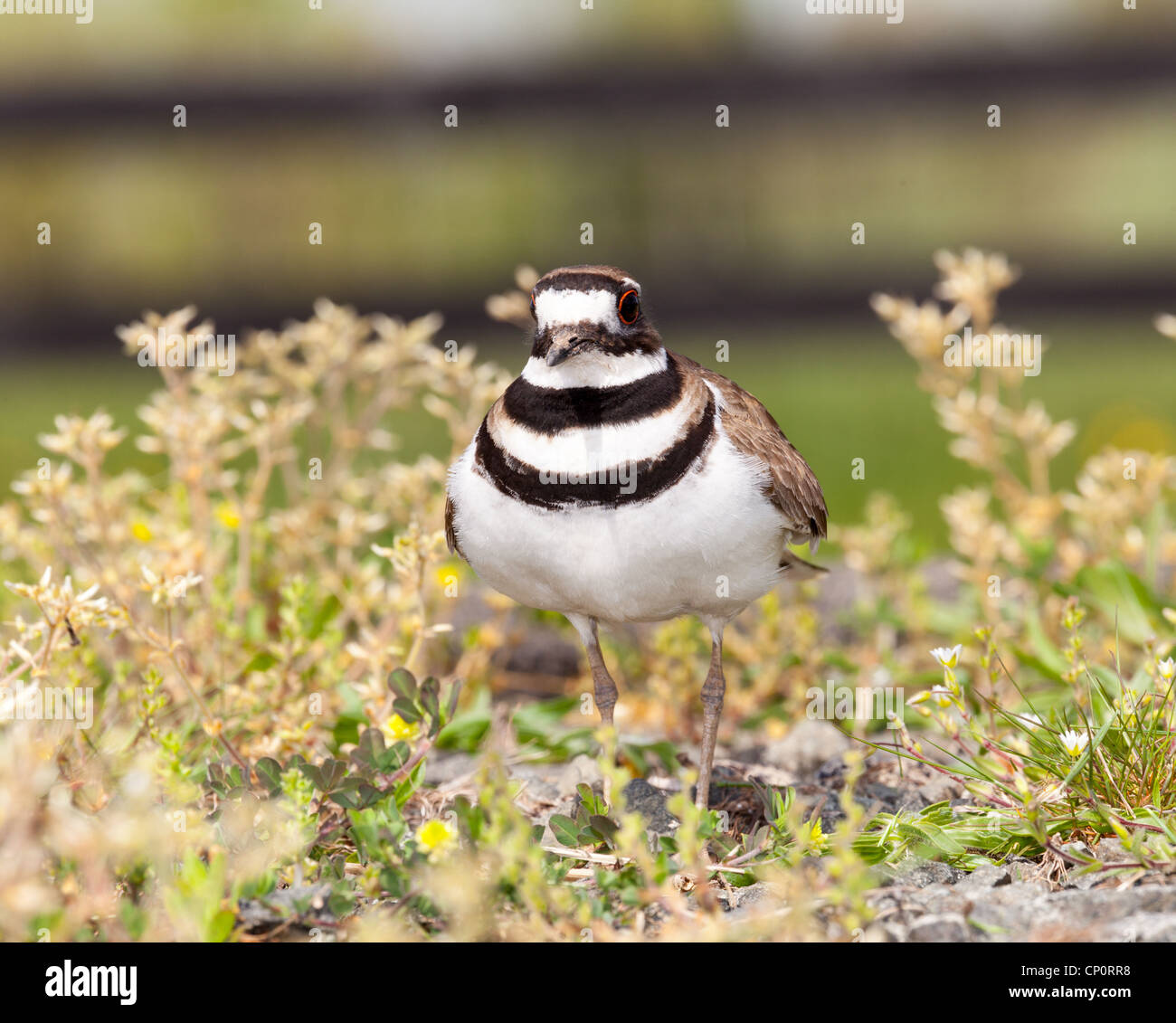 Killdeer bird hires stock photography and images Alamy