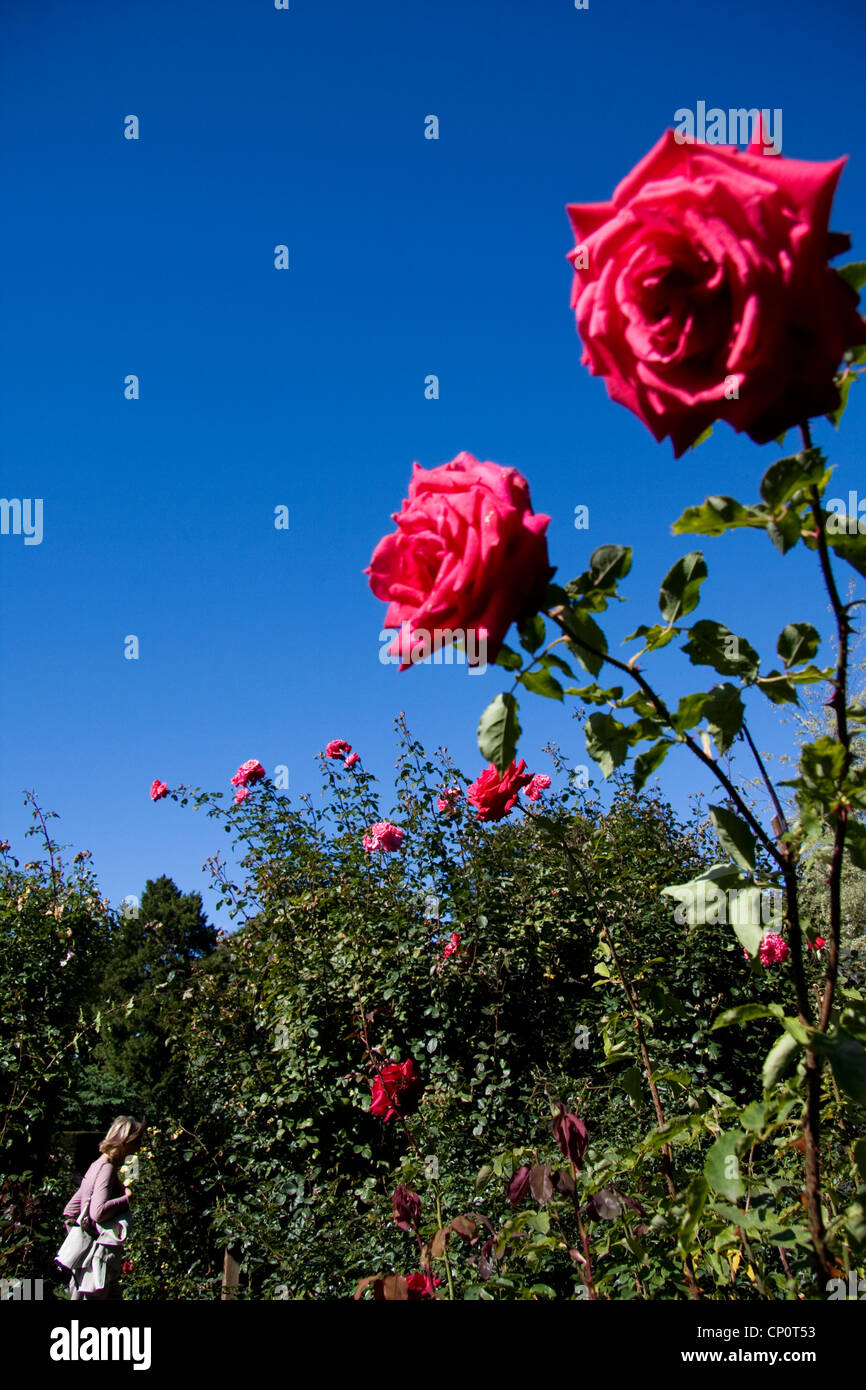 A rose garden inside Christchurch Botanic Gardens Stock Photo Alamy