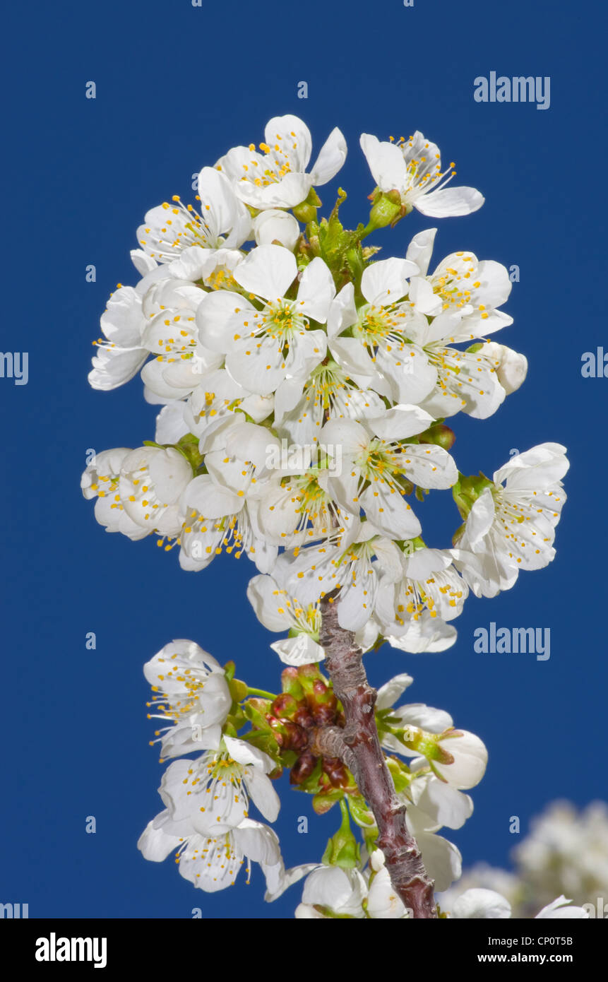 close up of white cherry blossoms with blue sky background Stock Photo